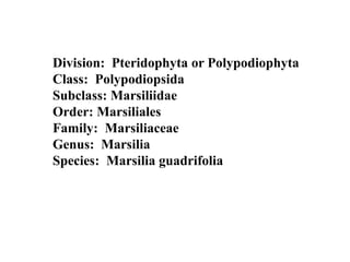 Division: Pteridophyta or Polypodiophyta
Class: Polypodiopsida
Subclass: Marsiliidae
Order: Marsiliales
Family: Marsiliaceae
Genus: Marsilia
Species: Marsilia guadrifolia
 