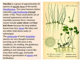 Marsilea is a genus of approximately 65
species of aquatic ferns of the family
Marsileaceae. The name honours Italian
naturalist Luigi Ferdinando Marsigli
(1656–1730). These small plants are of
unusual appearance and do not
resemble common ferns. Common
names include water clover and four-
leaf clover because the long-stalked
leaves have four clover-like lobes and
are either held above water or
submerged.
The sporocarps of some Australian
species are very drought-resistant,
surviving up to 100 years in dry
conditions. On wetting, the gelatinous
interior of the sporocarp swells,
splitting it and releasing a worm-like
mass that carries sori, eventually
leading to germination of spores and
fertilization.
 