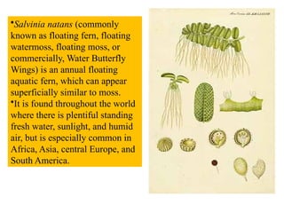 •Salvinia natans (commonly
known as floating fern, floating
watermoss, floating moss, or
commercially, Water Butterfly
Wings) is an annual floating
aquatic fern, which can appear
superficially similar to moss.
•It is found throughout the world
where there is plentiful standing
fresh water, sunlight, and humid
air, but is especially common in
Africa, Asia, central Europe, and
South America.
 
