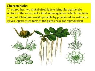 Characteristics
•S. natans has two nickel-sized leaves lying flat against the
surface of the water, and a third submerged leaf which functions
as a root. Flotation is made possible by pouches of air within the
leaves. Spore cases form at the plant's base for reproduction.
 