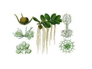 Presentation-ferns-last_045122.pptxd3drdüdc