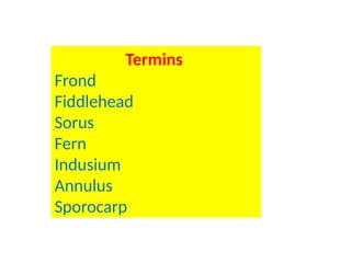 Termins
Frond
Fiddlehead
Sorus
Fern
Indusium
Annulus
Sporocarp
 