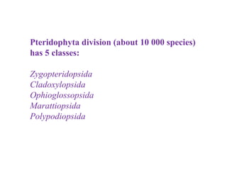 Pteridophyta division (about 10 000 species)
has 5 classes:
Zygopteridopsida
Cladoxylopsida
Ophioglossopsida
Marattiopsida
Polypodiopsida
 