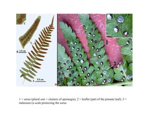 1 = sorus (plural sori = clusters of sporangia), 2 = leaflet (part of the pinnate leaf), 3 =
indusium (a scale protecting the sorus
 