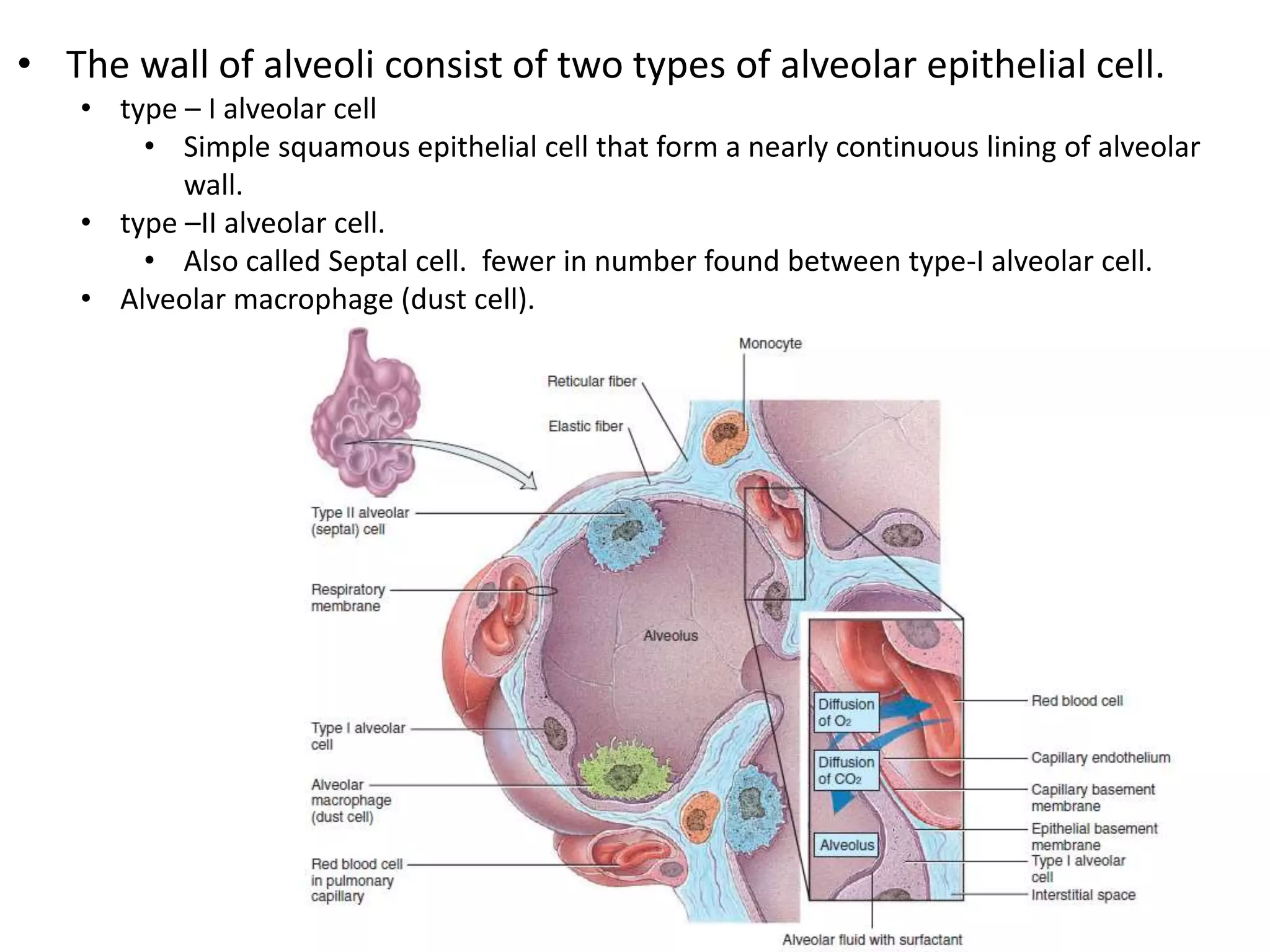 Respiratory System - Anatomy | PPTX