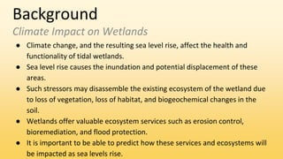 Background
Climate Impact on Wetlands
● Climate change, and the resulting sea level rise, affect the health and
functionality of tidal wetlands.
● Sea level rise causes the inundation and potential displacement of these
areas.
● Such stressors may disassemble the existing ecosystem of the wetland due
to loss of vegetation, loss of habitat, and biogeochemical changes in the
soil.
● Wetlands offer valuable ecosystem services such as erosion control,
bioremediation, and flood protection.
● It is important to be able to predict how these services and ecosystems will
be impacted as sea levels rise.
 