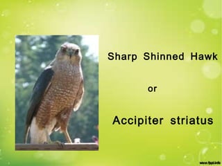Sharp Shinned Hawk Accipiter striatus or 