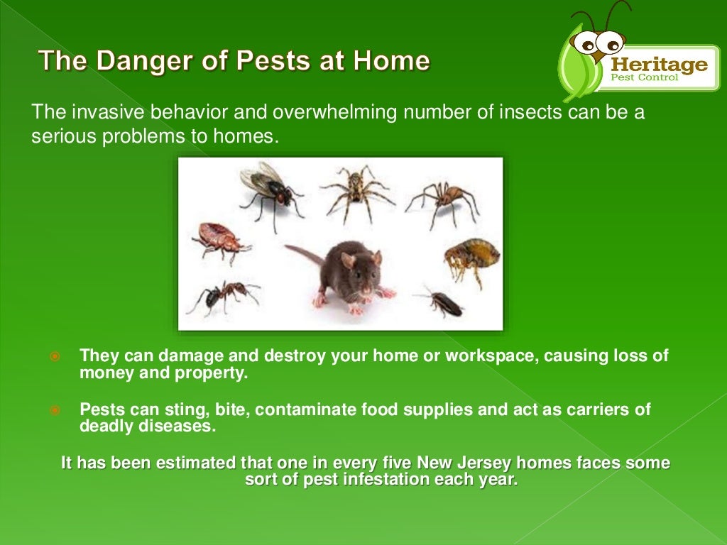 Common Type of Pests in New Jersey Homes by Heritage Pest Control