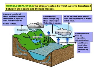 Evapotranspiration Condensation Liquid water turns into a vapour as it absorbed by air. Plants release Water through tiny  Holes (stomata) on  Underside of leaves. Combined water Loss by evaporation  & transpiration. A general term for all  Water moving through the atmosphere in liquid or solid form towards the Earth’s surface . HYDROLOGICAL CYCLE : the circular system by which water is transferred Between the oceans and the land masses.   As the air cools water vapour  turns into tiny droplets of Water  called cloud. 