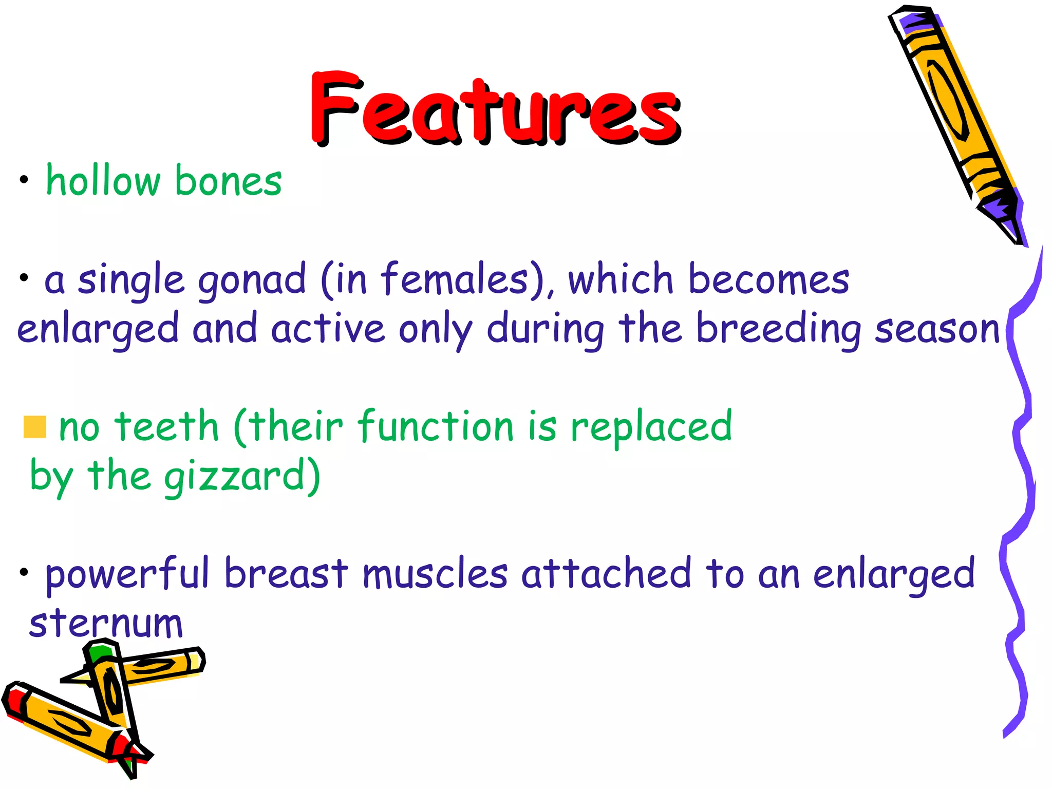 Features hollow bones a single gonad (in females), which becomes enlarged and active only during the breeding season no teeth (their function is replaced by the gizzard) powerful breast muscles attached to an enlarged sternum