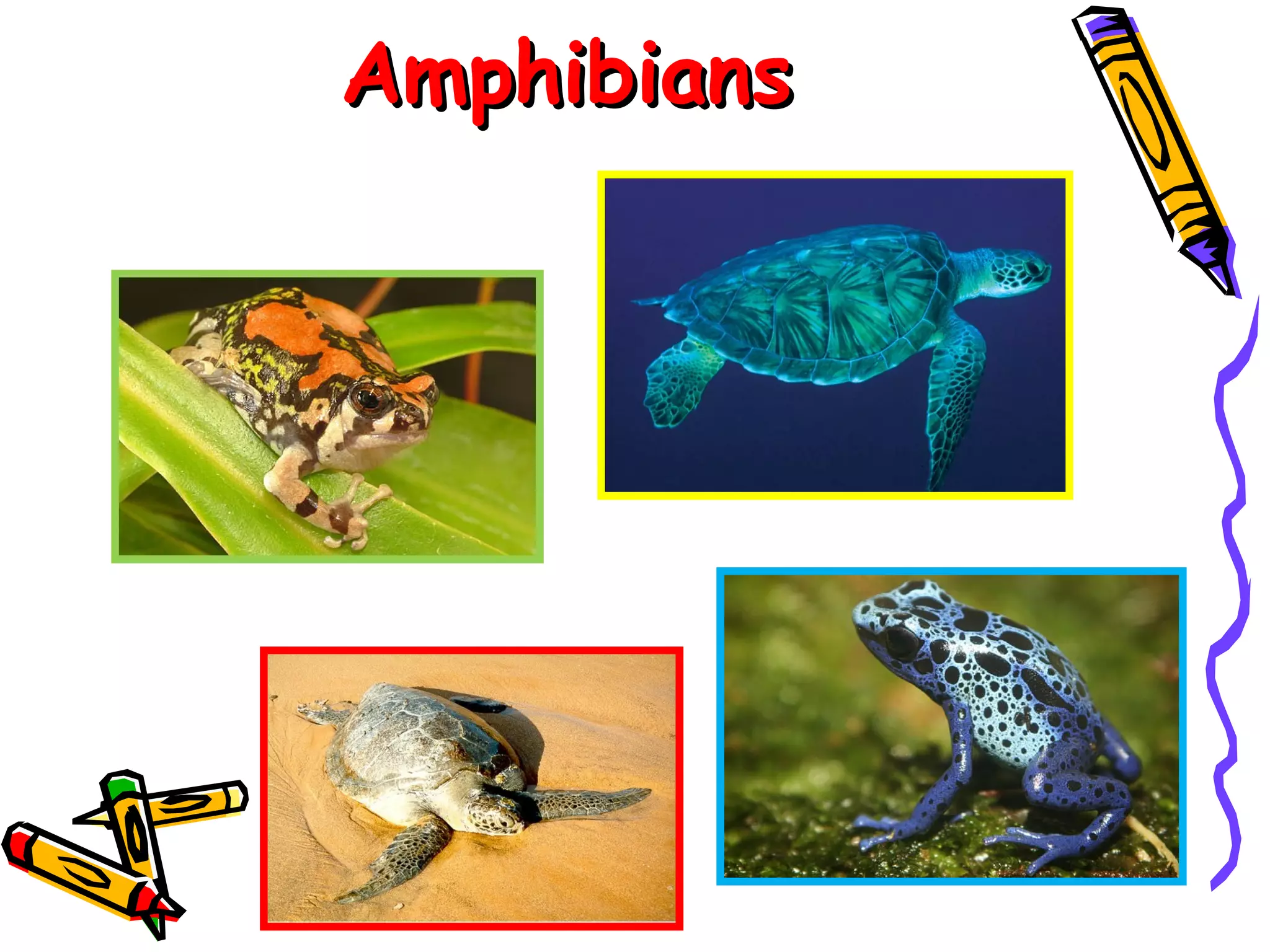 Amphibians