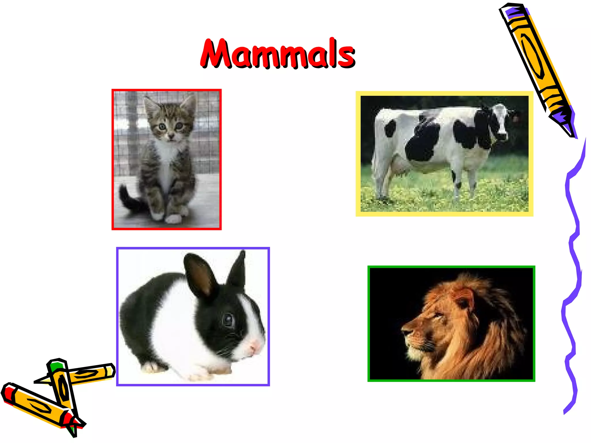 Mammals