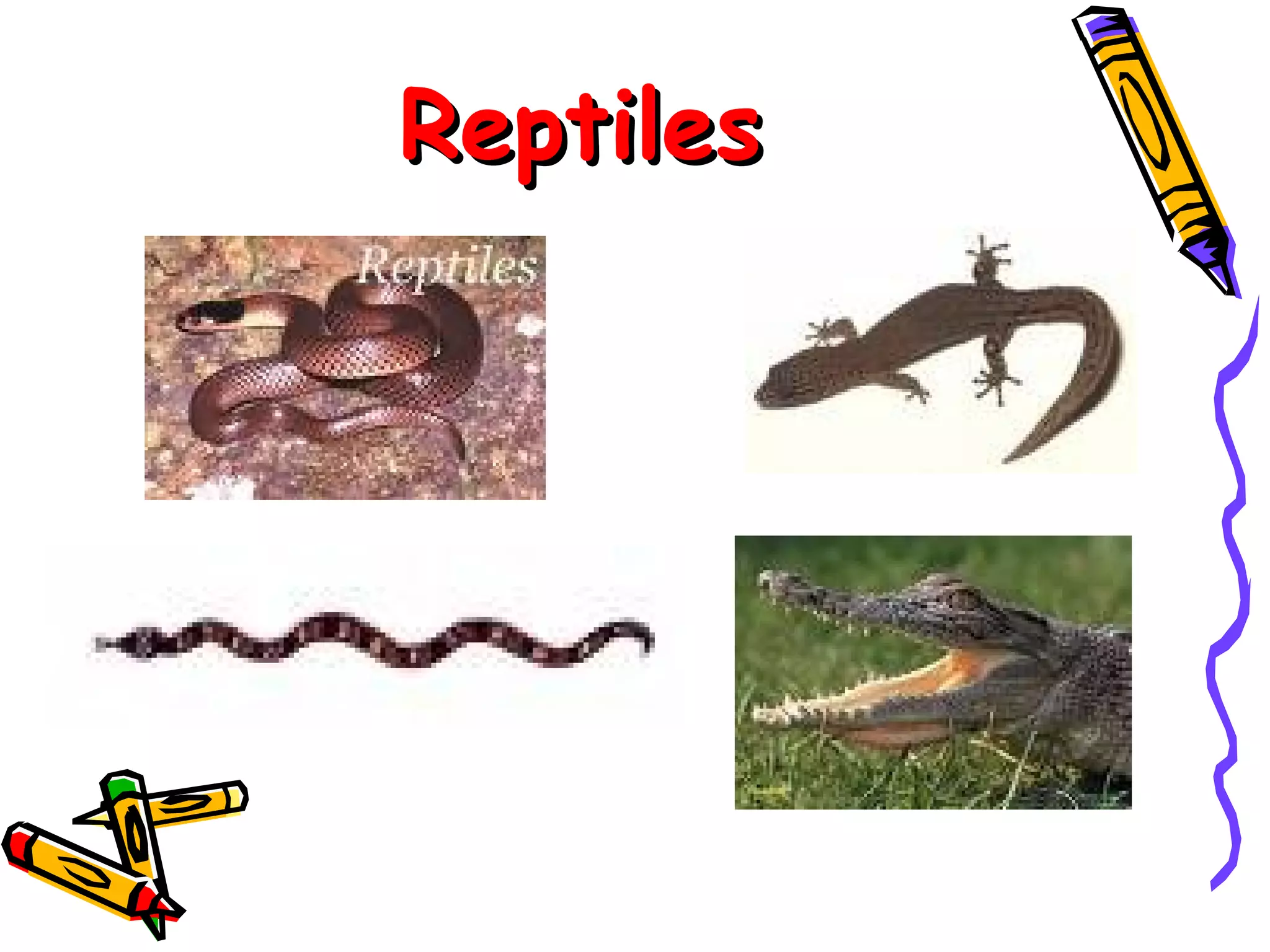 Reptiles