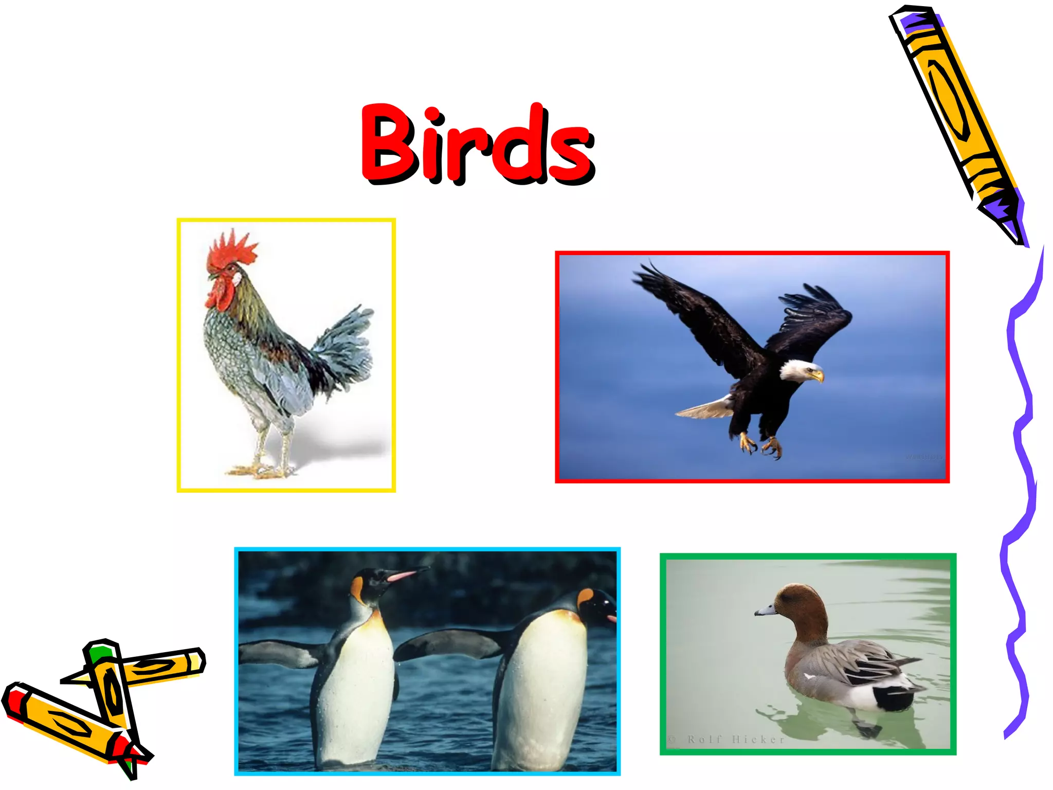 Birds