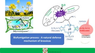 Bio fumigation - A potential tool for pre showing soil treatment | PDF