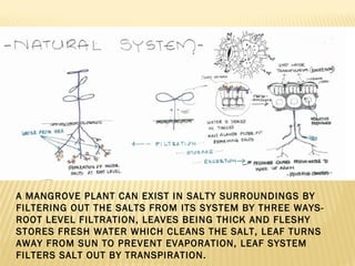 A MANGROVE PLANT CAN EXIST IN SALTY SURROUNDINGS BY
FILTERING OUT THE SALTS FROM ITS SYSTEM BY THREE WAYS-
ROOT LEVEL FILTRATION, LEAVES BEING THICK AND FLESHY
STORES FRESH WATER WHICH CLEANS THE SALT, LEAF TURNS
AWAY FROM SUN TO PREVENT EVAPORATION, LEAF SYSTEM
FILTERS SALT OUT BY TRANSPIRATION.
 