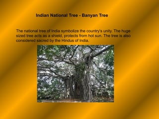 Indian National Tree - Banyan Tree
The national tree of India symbolize the country's unity. The huge
sized tree acts as a...