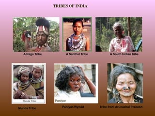 A Naga Tribe A Santhal Tribe A South Indian tribe
Munda Tribe Paniyar-Wynad Tribe from Arunachal Pradesh
TRIBES OF INDIA
 