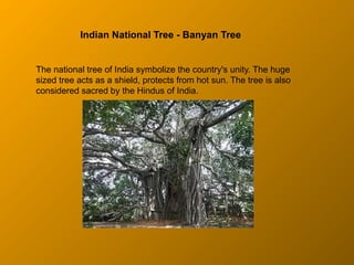 Indian National Tree - Banyan Tree
The national tree of India symbolize the country's unity. The huge
sized tree acts as a shield, protects from hot sun. The tree is also
considered sacred by the Hindus of India.
 