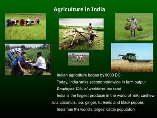 Agriculture in India
● Indian agriculture began by 9000 BC
● Today, India ranks second worldwide in farm output
● Employed 52% of workforce the total
● India is the largest producer in the world of milk, cashew
nuts,coconuts, tea, ginger, turmeric and black pepper.
● India has the world's largest cattle population
 