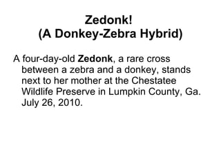 Zedonk!  (A Donkey-Zebra Hybrid) ,[object Object]