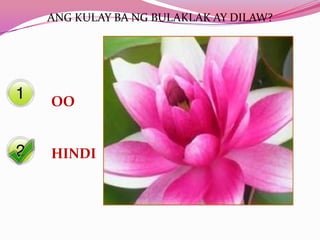 ANG KULAY BA NG BULAKLAK AY DILAW?




OO


HINDI
 