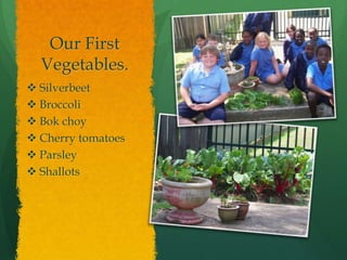 Our First Vegetables.Silverbeet