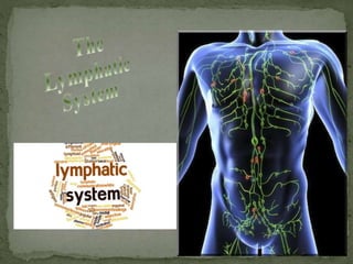 The Anatomy of Lymphatic System | PPTX