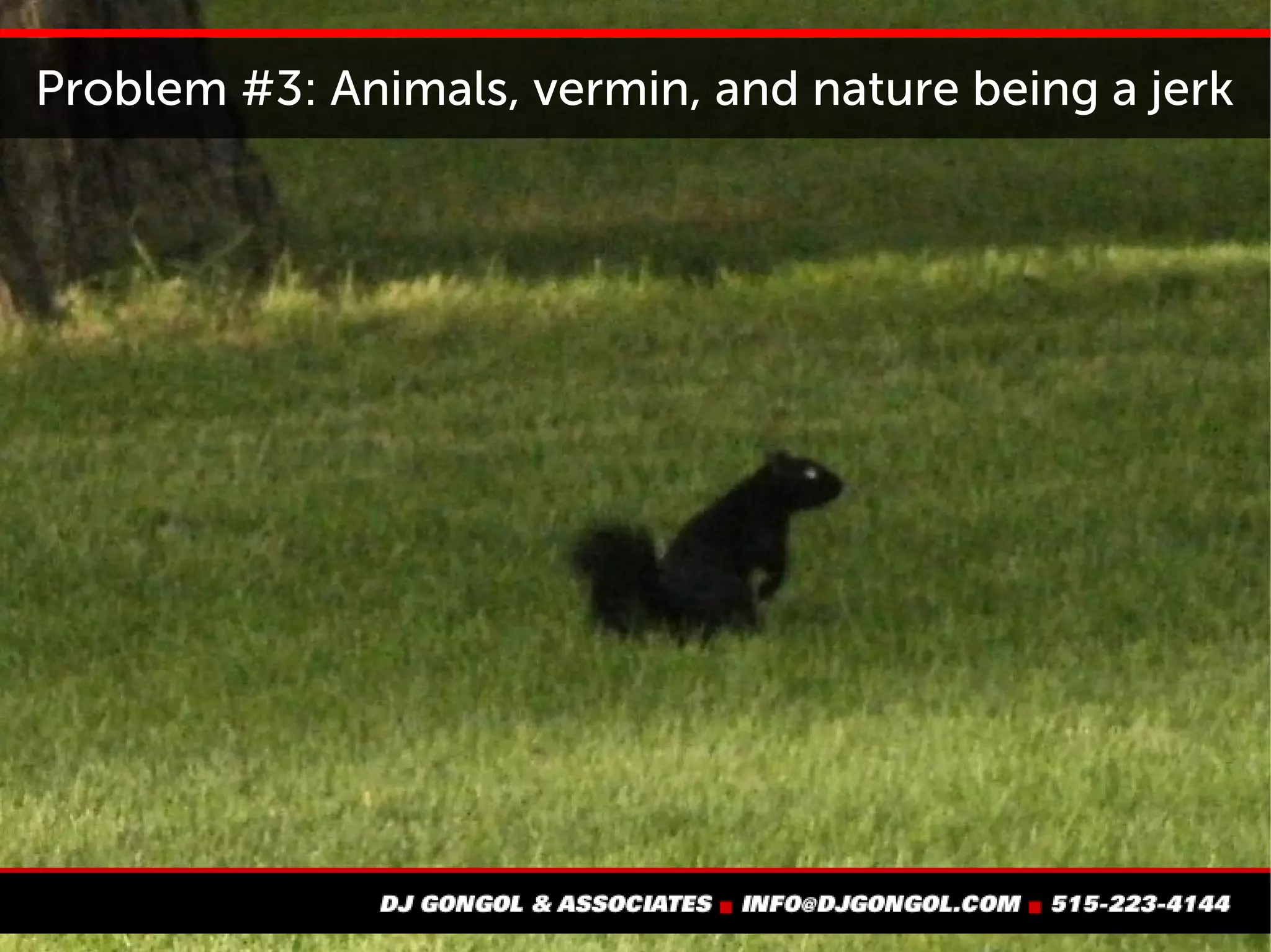 Problem #3: Animals, vermin, and nature being a jerk
 