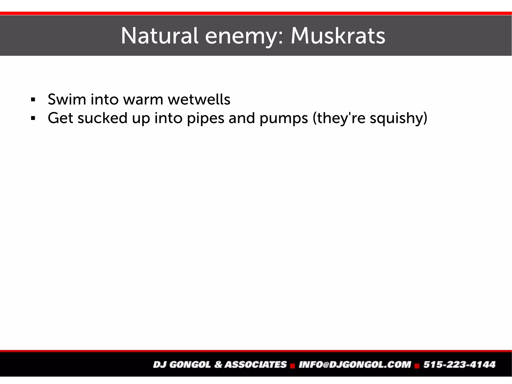 Natural enemy: Muskrats
 Swim into warm wetwells
 Get sucked up into pipes and pumps (they're squishy)
 