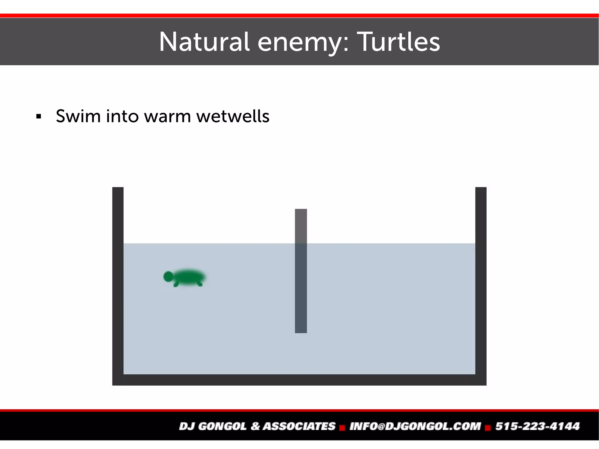 Natural enemy: Turtles
 Swim into warm wetwells
 