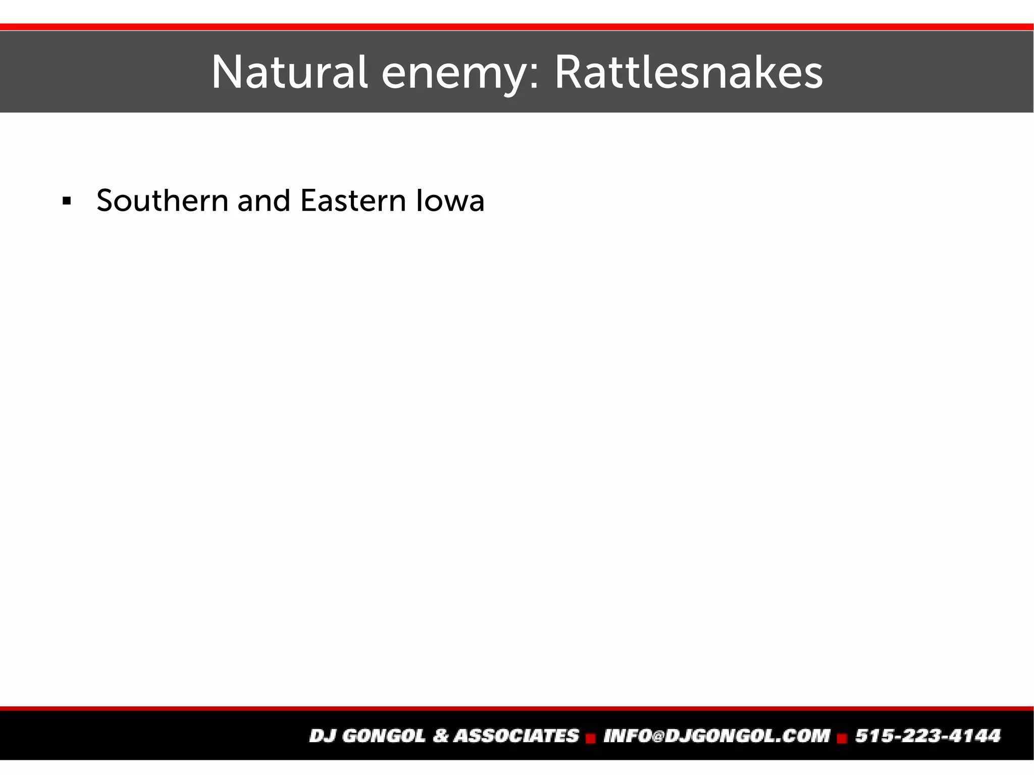 Natural enemy: Rattlesnakes
Especially in Southern and Eastern Iowa
 