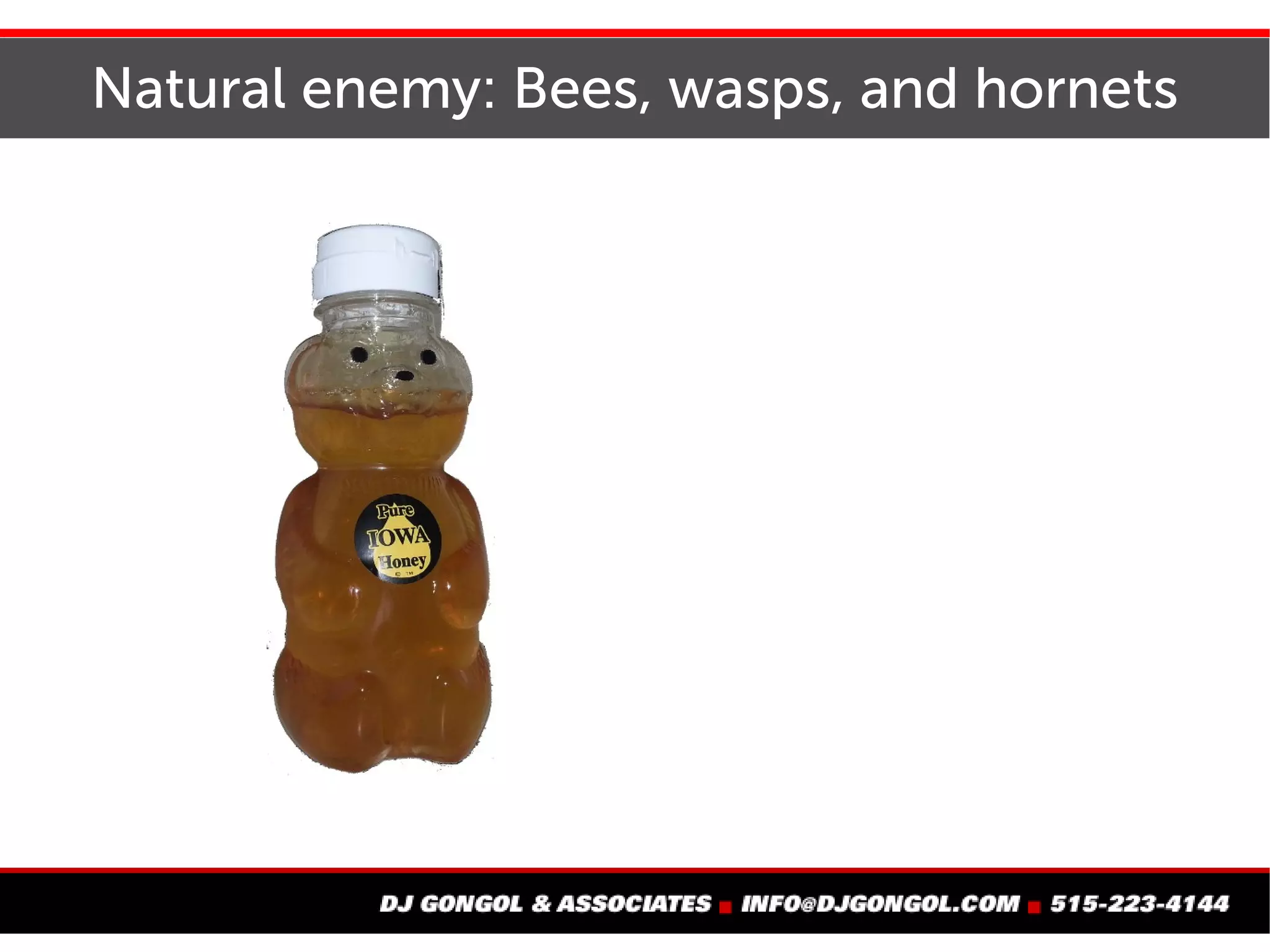 Natural enemy: Bees, wasps, and hornets
 