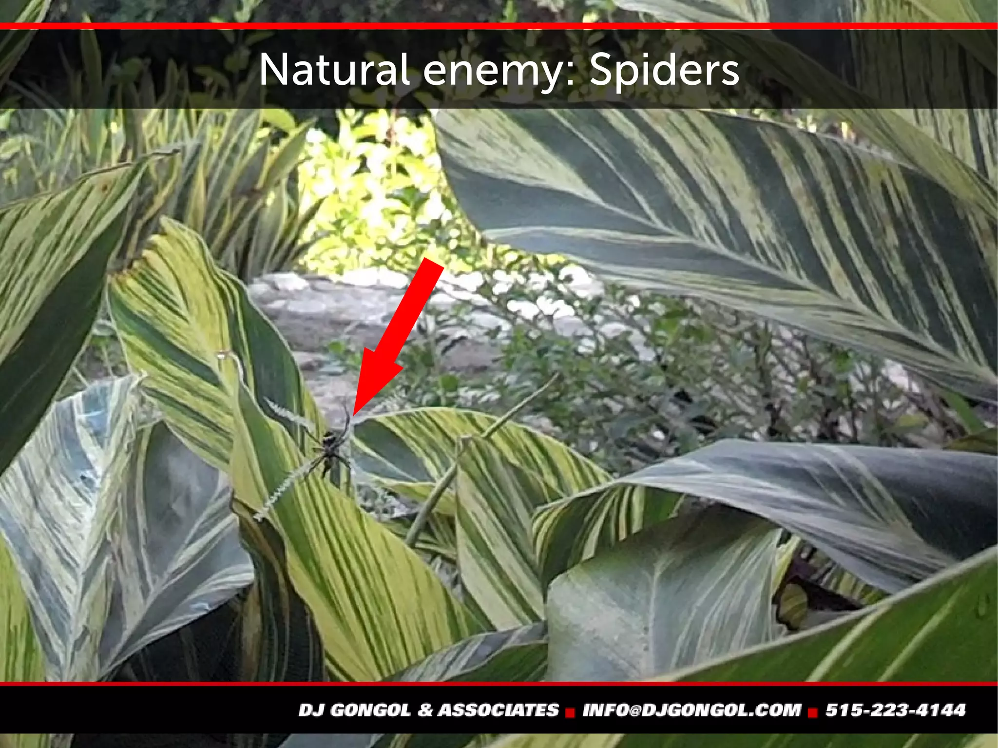 Natural enemy: Spiders
 