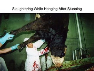 Slaughtering While Hanging After Stunning 