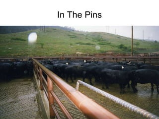 In The Pins 