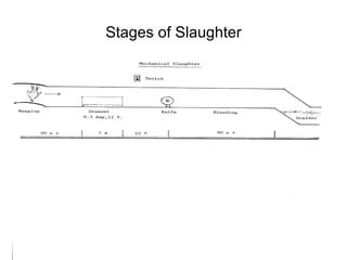 Stages of Slaughter 