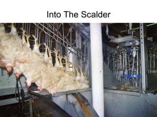 Into The Scalder 