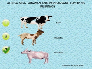 ALIN SA MGA LARAWAN ANG PAMBANSANG HAYOP NG
PILIPINAS?
BAKA
KAMBING
KALABAW
ARALING PANLIPUNAN
 
