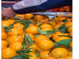 Presentation Mercado