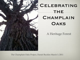 Celebrating the Champlain Oaks ,[object Object],The Champlain Oaks Project, Daniel Buckles March 3, 2011 