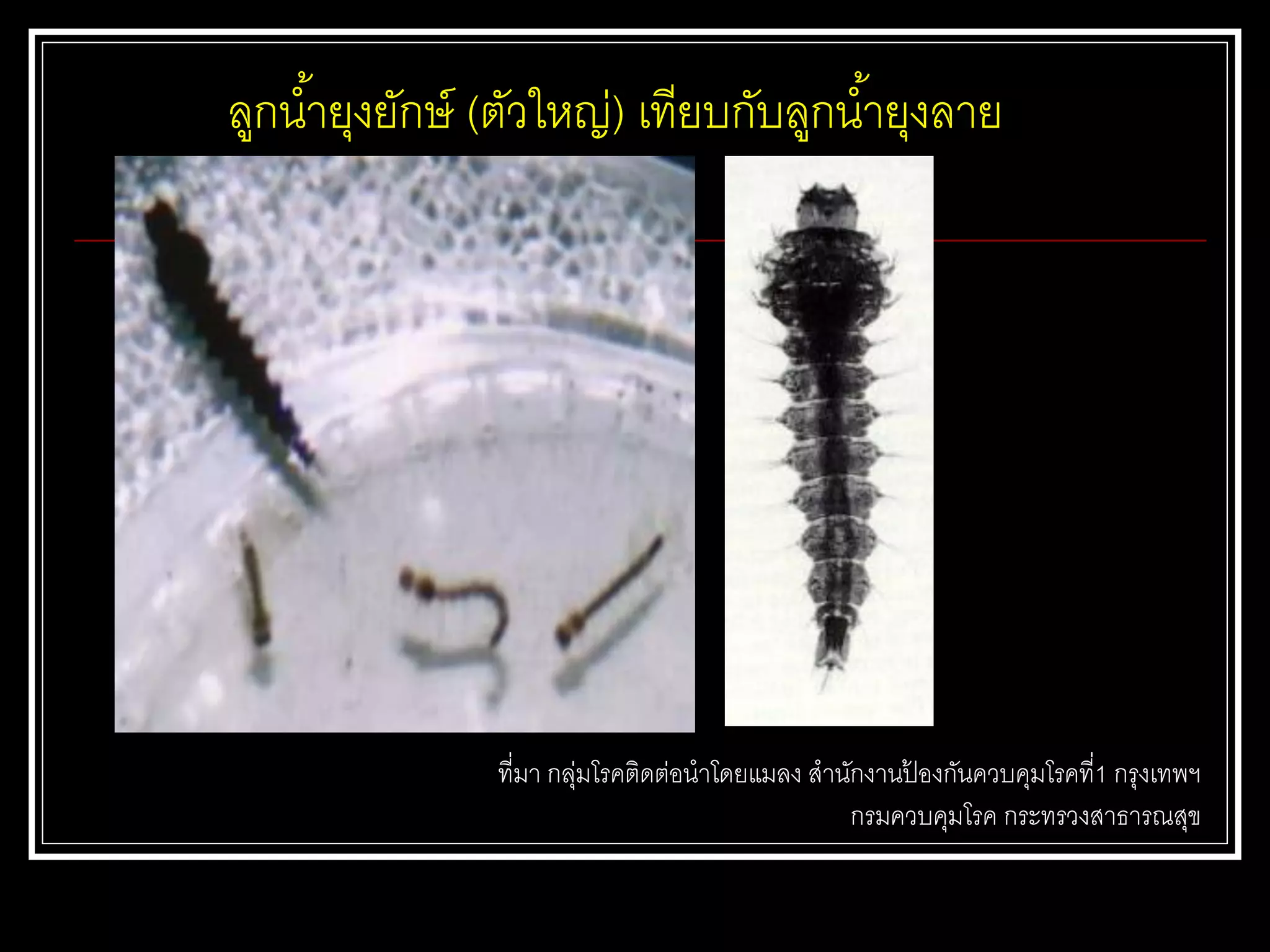 ลูกน้ายุงยักษ์ (ตัวใหญ่) เทียบกับลูกน้ายุงลาย
ที่มา กลุ่มโรคติดต่อนาโดยแมลง สานักงานป้ องกันควบคุมโรคที่1 กรุงเทพฯ
กรมควบคุมโรค กระทรวงสาธารณสุข
 