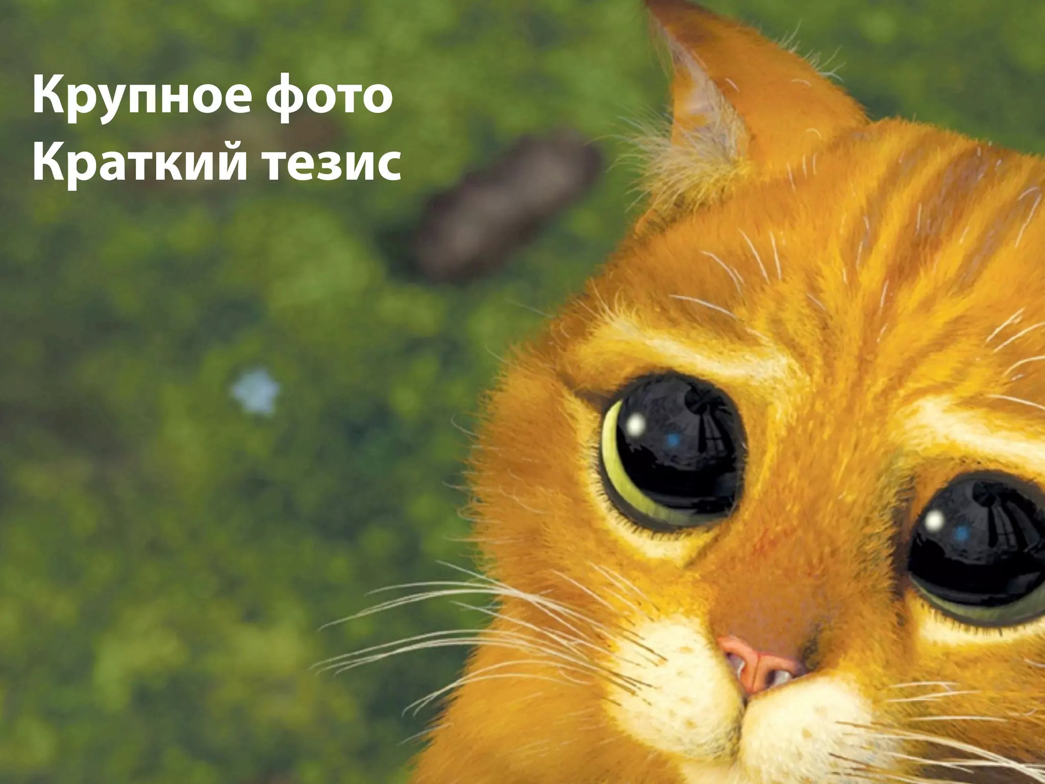 Крупное фото
Краткий тезис
 