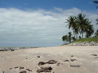 Maracaju 