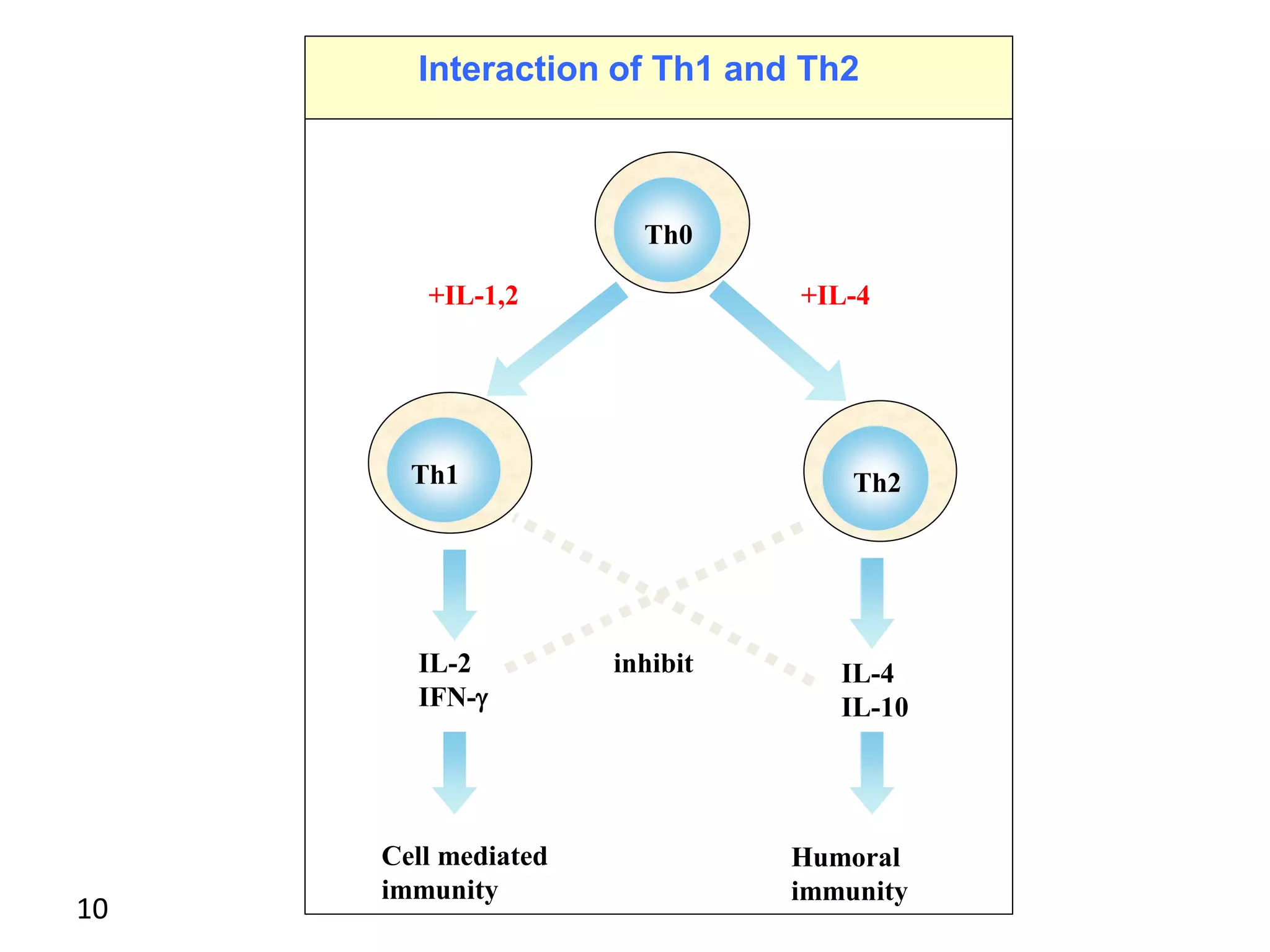 10
Th1
+IL-1,2 +IL-4
IL-2
IFN-g
IL-4
IL-10
inhibit
Cell mediated
immunity
Humoral
immunity
Th0
Th2
Interaction of Th1 and Th2
 