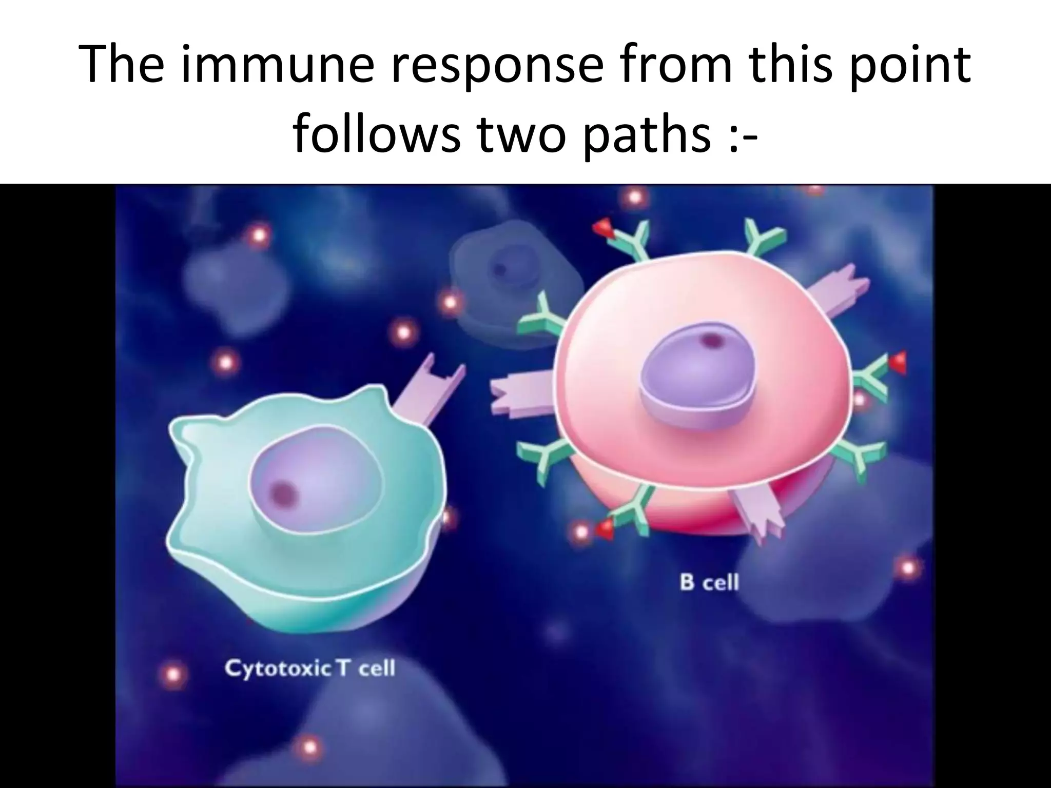 The immune response from this point
follows two paths :-
 