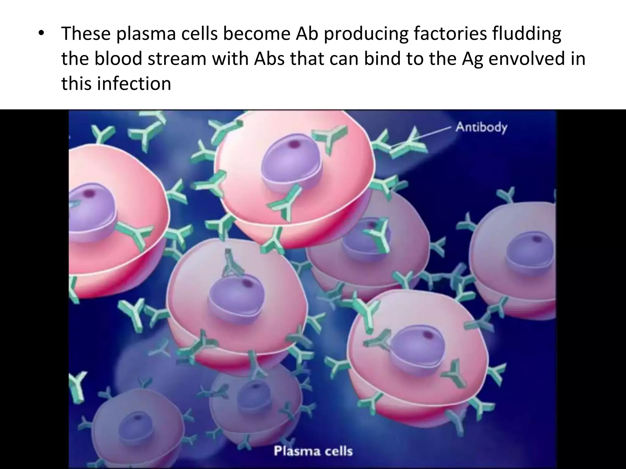 • These plasma cells become Ab producing factories fludding
the blood stream with Abs that can bind to the Ag envolved in
this infection
 