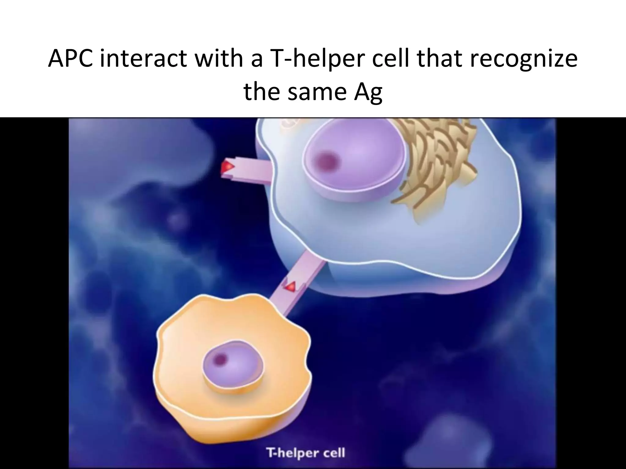 APC interact with a T-helper cell that recognize
the same Ag
 