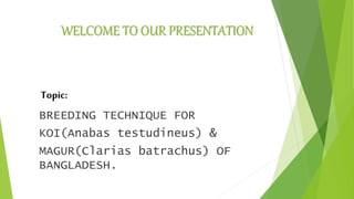 WELCOME TO OUR PRESENTATION
Topic:
BREEDING TECHNIQUE FOR
KOI(Anabas testudineus) &
MAGUR(Clarias batrachus) OF
BANGLADESH.
 