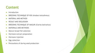 Koi Magur breeding technique | PPTX